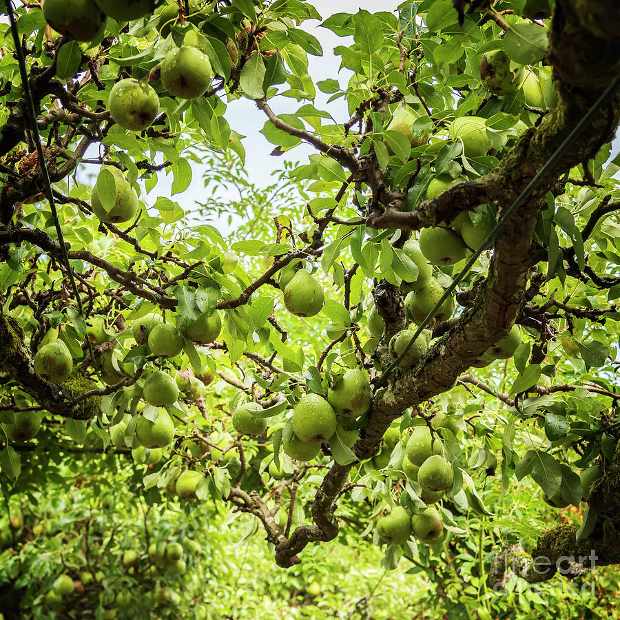 Ripe pears in orchard Photograph by Sophie McAulay