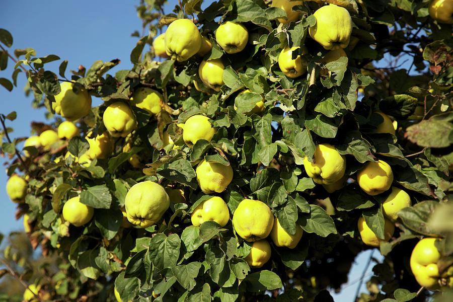 Ripe Quinces On A Tree Photograph by Feiler Fotodesign