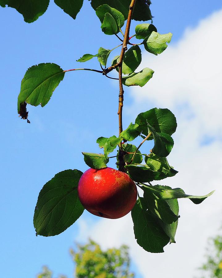 Ripe Red Apple Photograph by Alida M Haslett