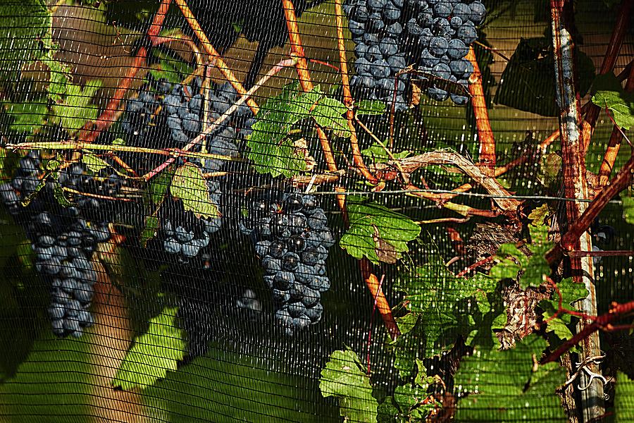 Ripe Red Grapes Behind A Protective Net Photograph by Herbert Lehmann