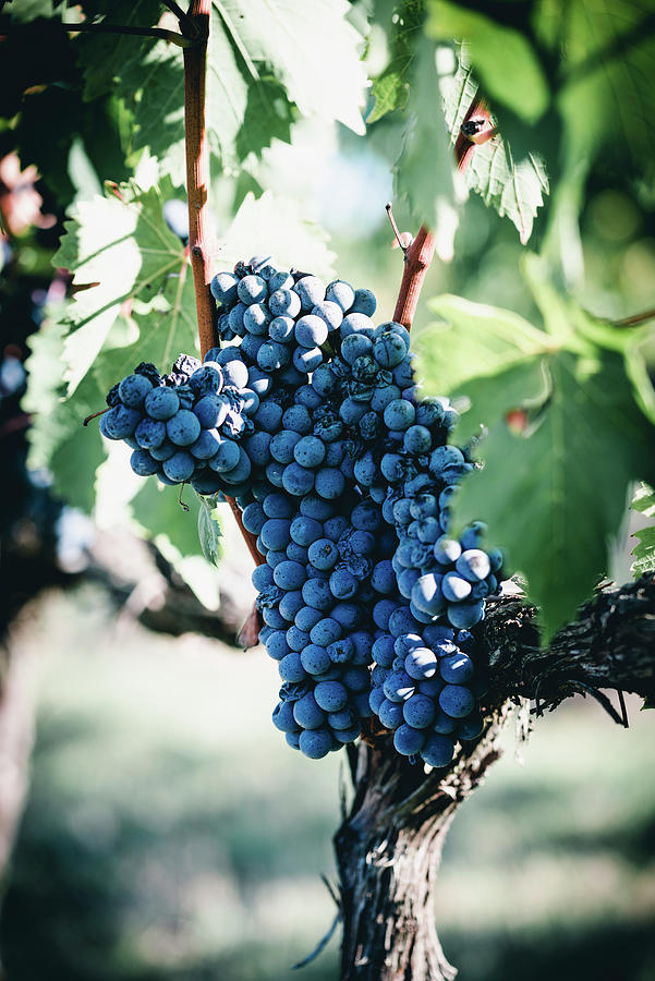 Ripe Red Grapes On A Vine Photograph by Kati Neudert