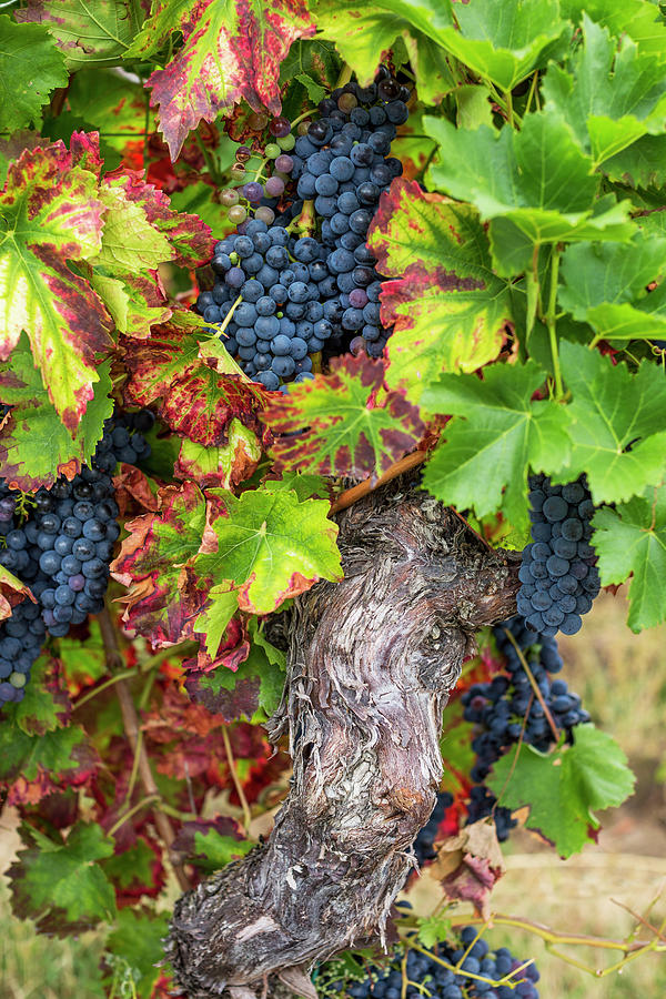 Ripe Red Wine Grapes On The Vine Photograph by Sabine Lscher