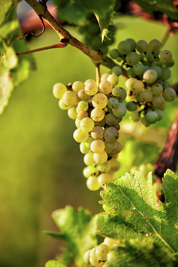 Ripe Sauvignon Blanc White Wine Grapes On A Vine, Styria, Austria Photograph by Herbert Lehmann