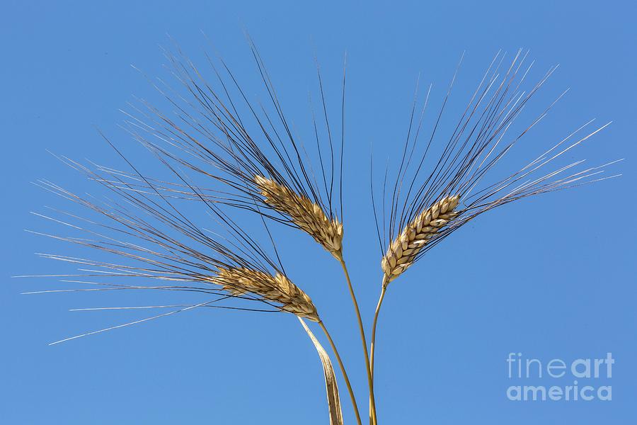 Ripe Svevo Durum Wheat (triticum Durum) Photograph by Science Photo Library Ripe Svevo Durum Wheat (triticum Durum) Photograph by Science Photo Library