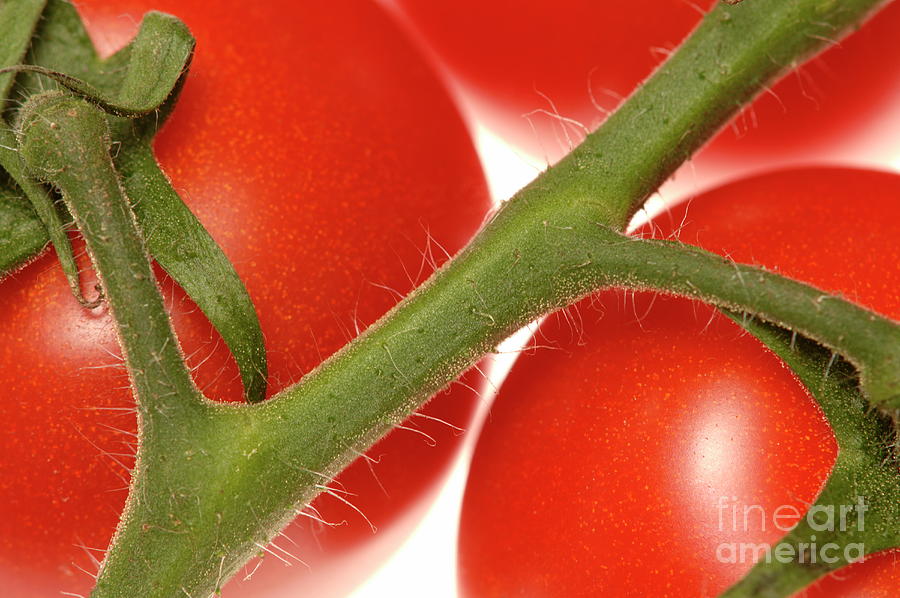 Ripe Tomatoes On A Vine Photograph by Paul Whitehill/science Photo Library