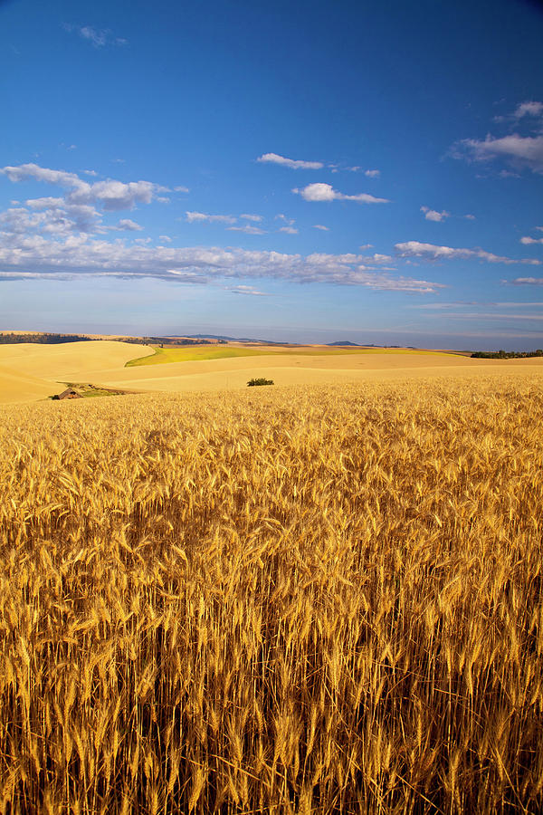 Ripe Wheat Fields Near Kendrick, Idaho by Danita Delimont