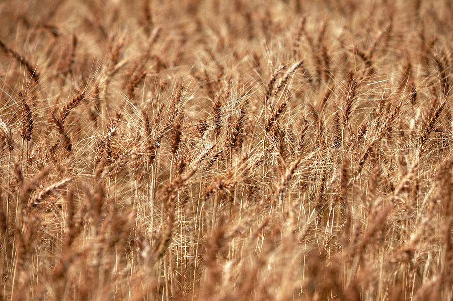 Ripened Wheat Photograph by Todd Klassy