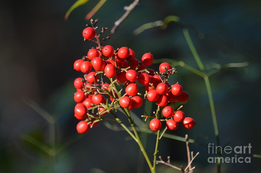 Ripened Winter Berries Photograph by Maria Urso