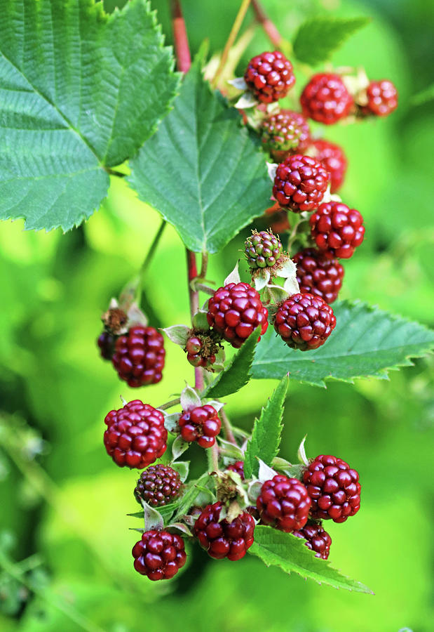 Ripening Blackberries Photograph by Debbie Oppermann