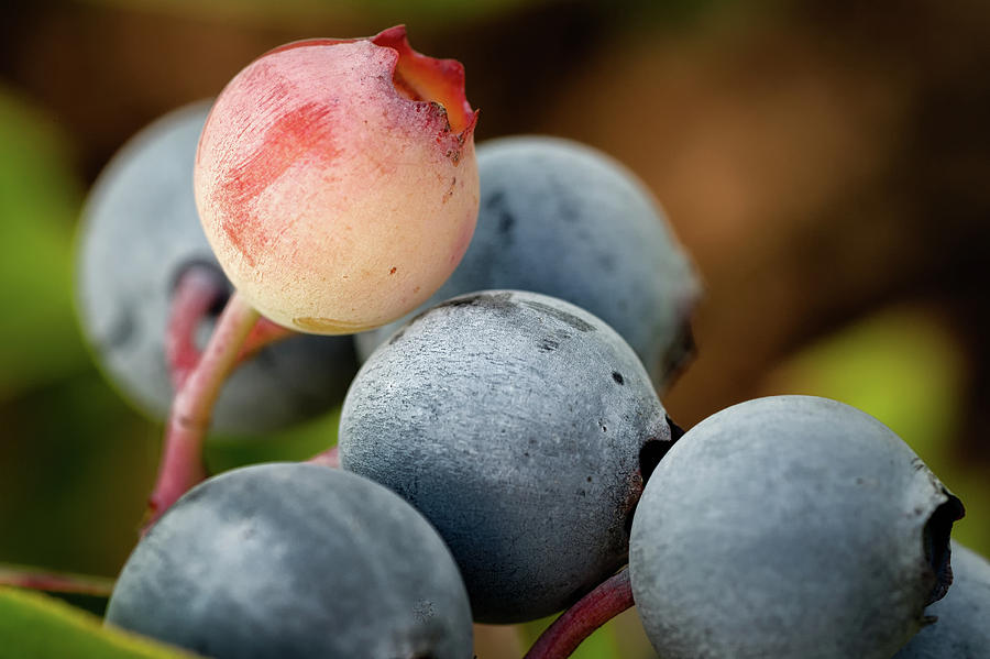 Ripening Blueberries Photograph by James Barber