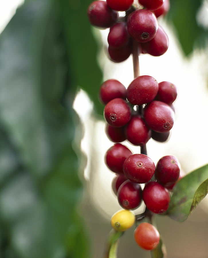 Ripening Coffee Beans Photograph by Lisa Romerein