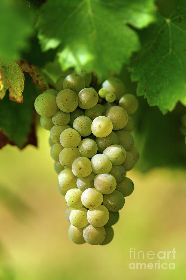 Ripening grapes on the vine Photograph by Ragnar Lothbrok