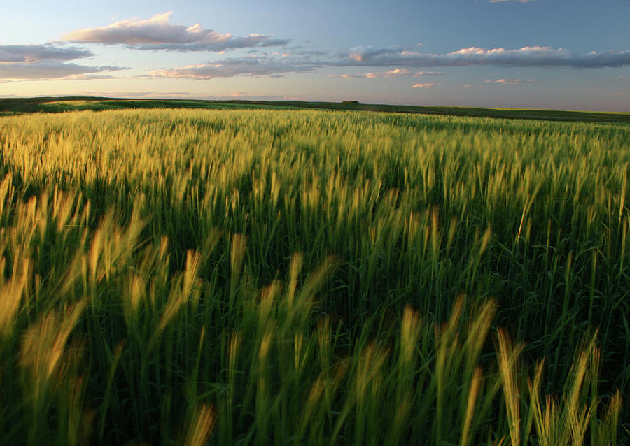 Ripening Green Wheat Field On The Great Photograph by Imaginegolf