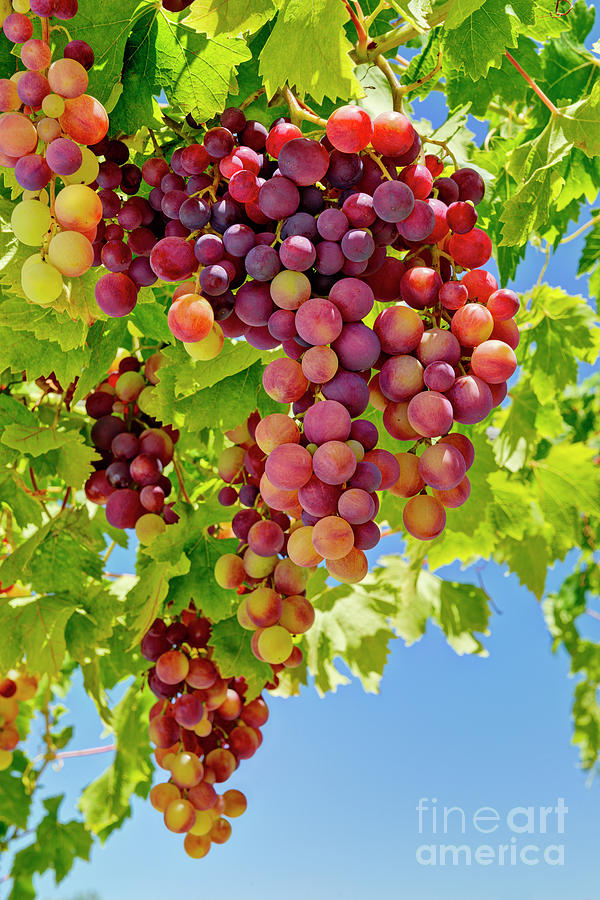 Ripening Red Grapes Photograph by Mikehoward Photography