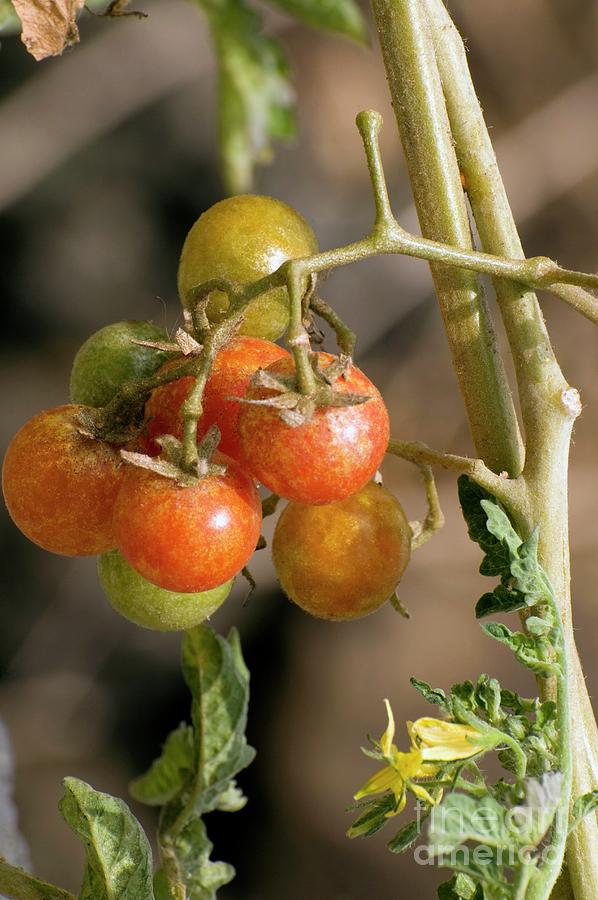 Ripening Tomatoes Photograph by Dr. John Brackenbury/science Photo Library