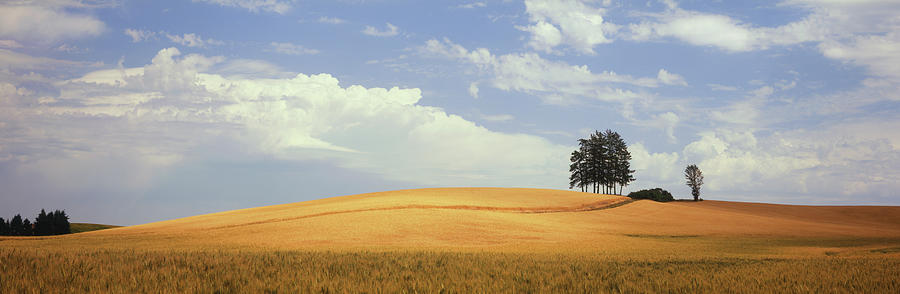 Ripening Wheat On Hillside Photograph by Timothy Hearsum