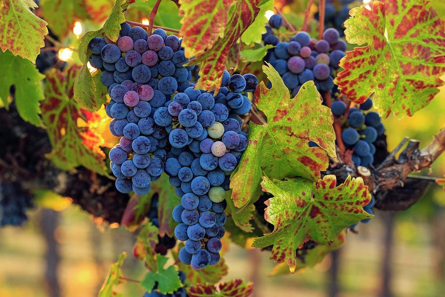 Ripening wine grapes Photograph by Lynn Hopwood