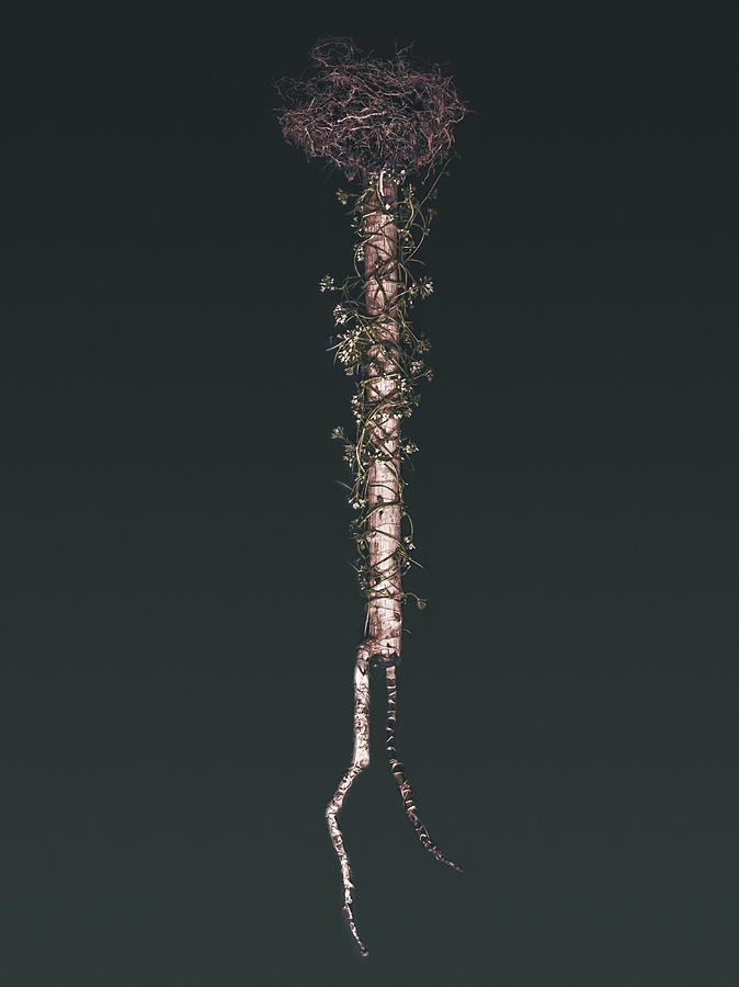 Nature Photograph - Ripped From The Spine Of Us by Will Leffert Nature Photograph - Ripped From The Spine Of Us by Will Leffert