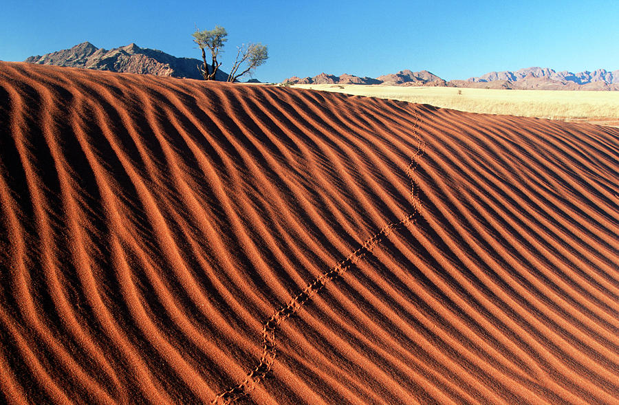 Rippled Dune Scenic Photograph by Heinrich Van Den Berg