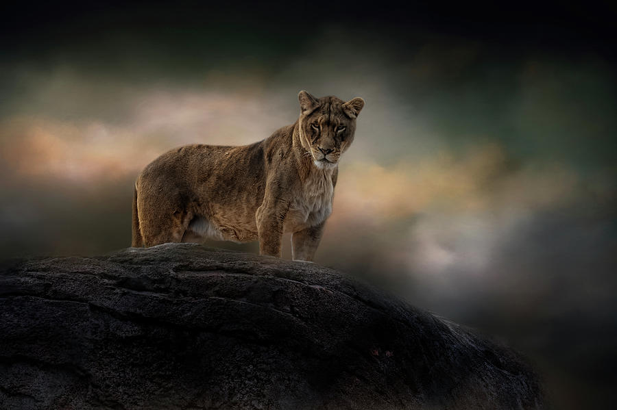 Rising Above the Storm by Kelley Parker Rising Above the Storm by Kelley Parker