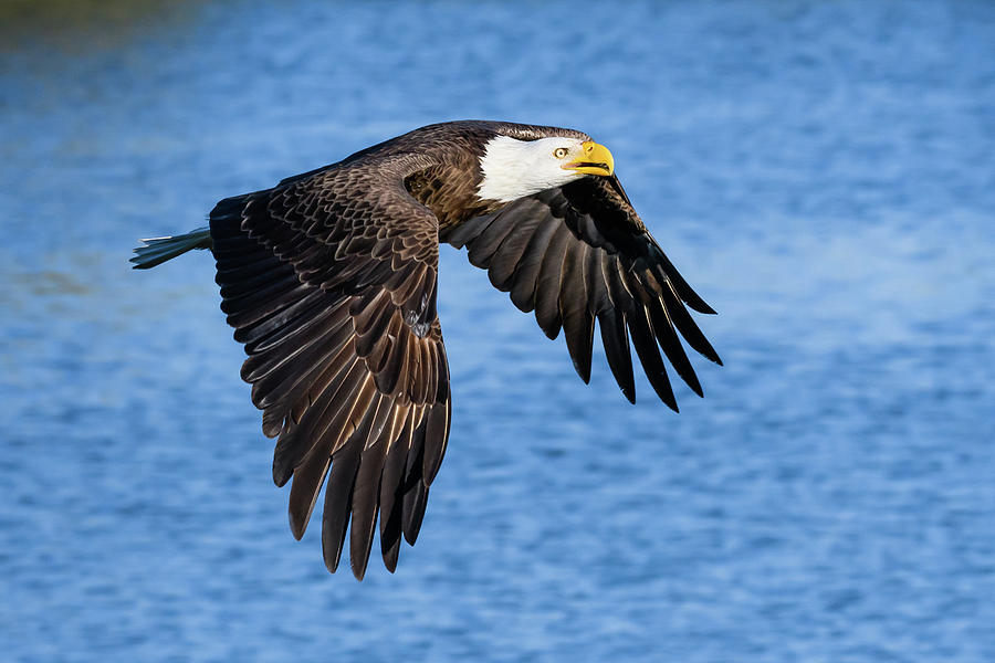 Rising Bald Eagle Photograph By Chuck Behrmann - Fine Art America