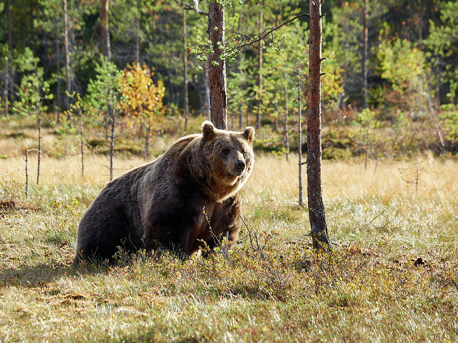 Rising. Brown Bear Photograph by Jouko Lehto
