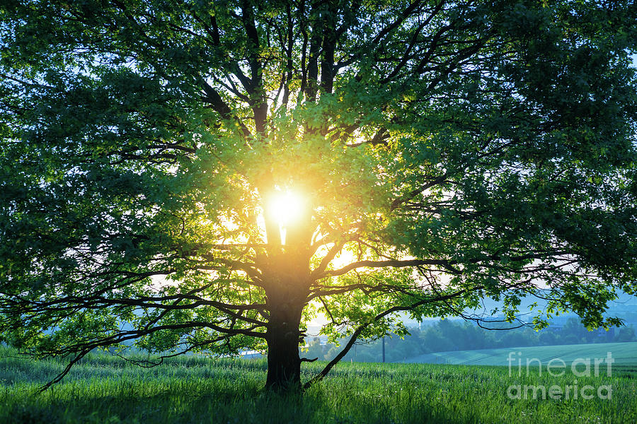 Rising Sun Through A Tree Photograph by Wladimir Bulgar/science Photo Library