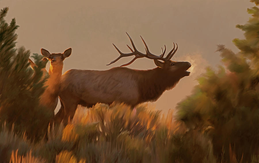 Rites of Fall- Bugling Elk by Mark Miller Rites of Fall- Bugling Elk by Mark Miller