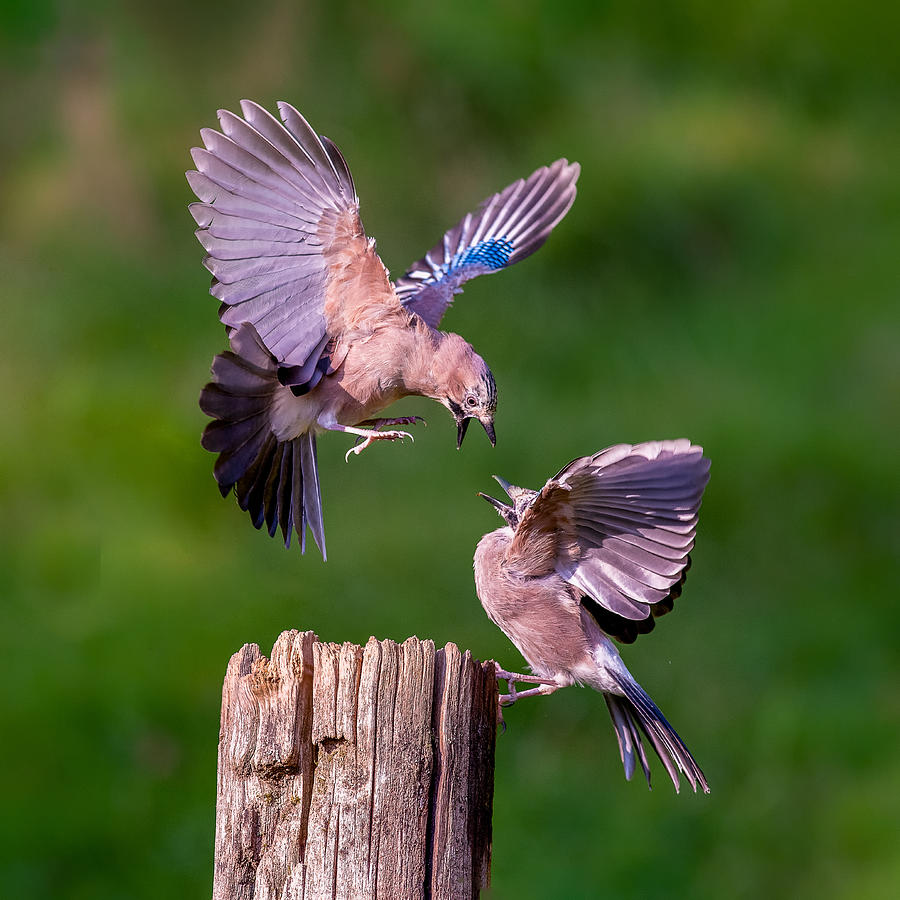 Wildlife Photograph - Rivalry by Chris Latham