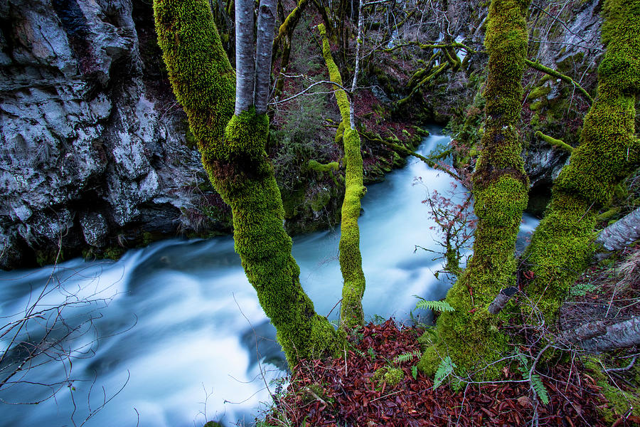 River And Moss, Macrovo National Park Photograph by Sebastian Kennerknecht