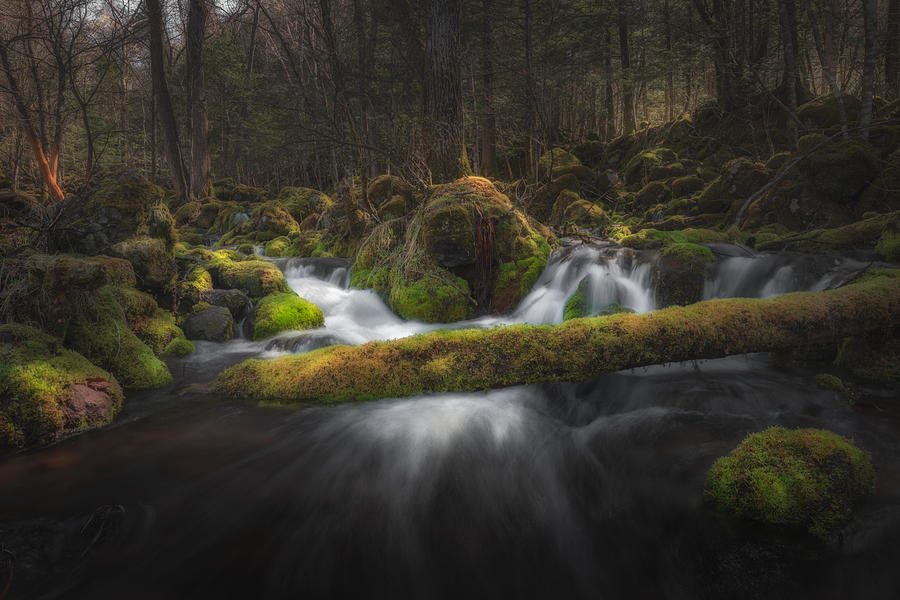 Landscape Photograph - River And Moss by Masaki Sugita