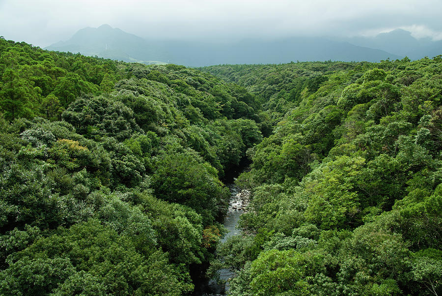 River And Rainforest From Above Photograph by Tororo