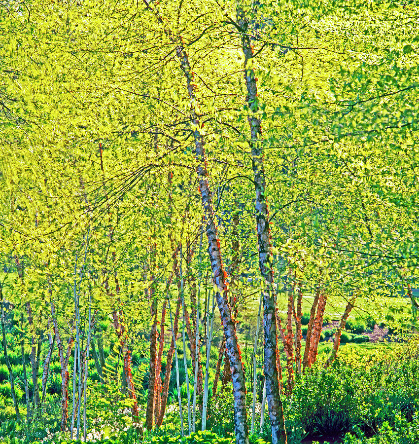 River Birch Color Change Late Spring Photograph by Richard Felber