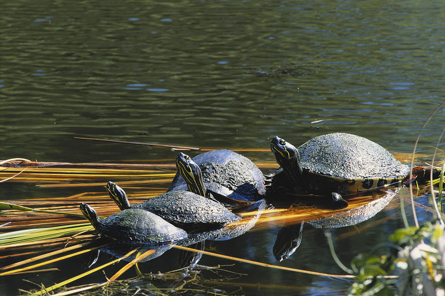 River Cooters Photograph by Michael Lustbader