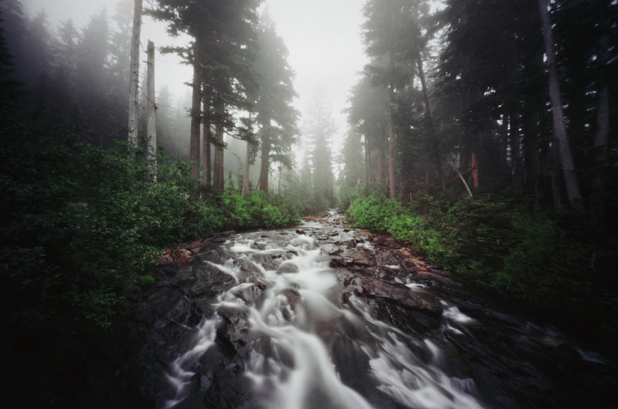 River Coursing Through Foggy Forest Photograph by Danielle D. Hughson