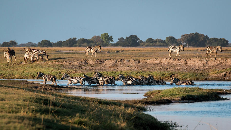 River-crossing zebras Photograph by Claudio Maioli
