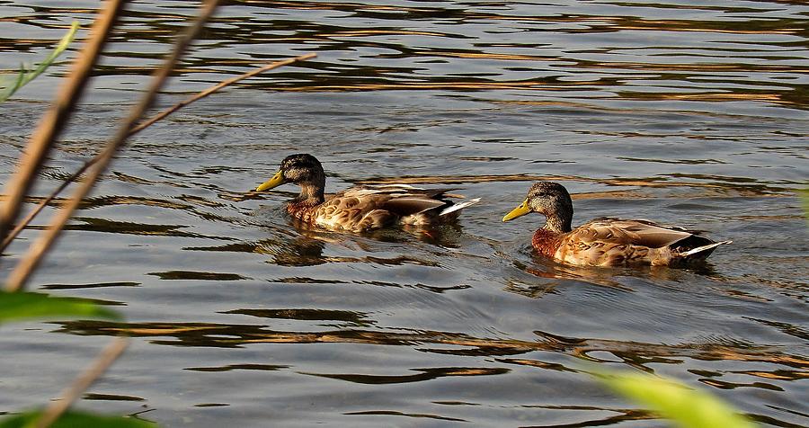 River Ducks Photograph by Christine Davis - Fine Art America