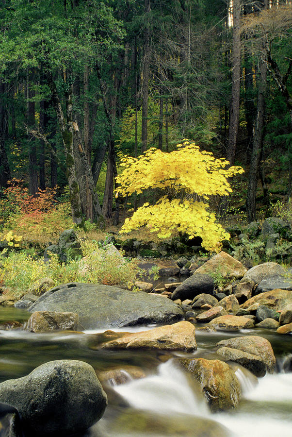 River Flowing Through A Forest, Merced Photograph by Medioimages/photodisc