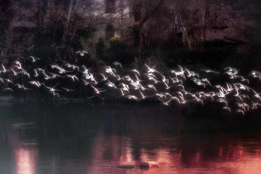 River Gulls Photograph by Fabrizio Daminelli