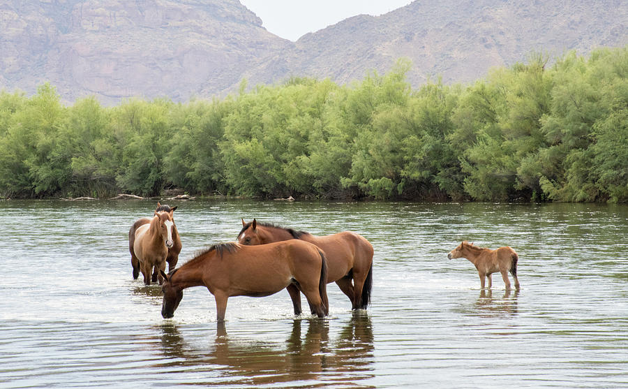 River Horses Photograph by Laurel Powell