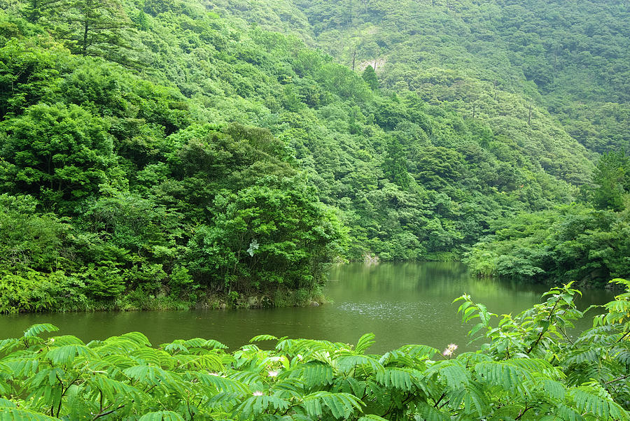 River In Lush Green Forest Shimane By Ippei Naoi