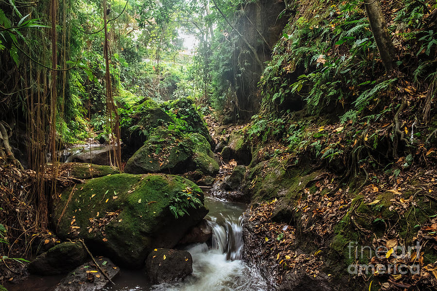 Monkey Photograph - River In Stones Of Tropical Jungle by Dmitry Polonskiy Monkey Photograph - River In Stones Of Tropical Jungle by Dmitry Polonskiy