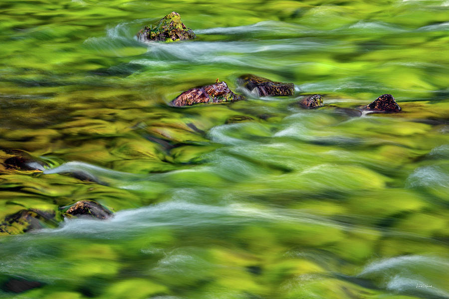 River Moss Photograph by Leland D Howard
