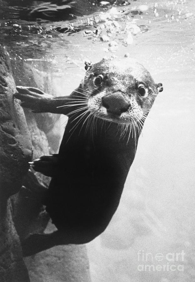River Otter At Oregon Museum Photograph by Bettmann