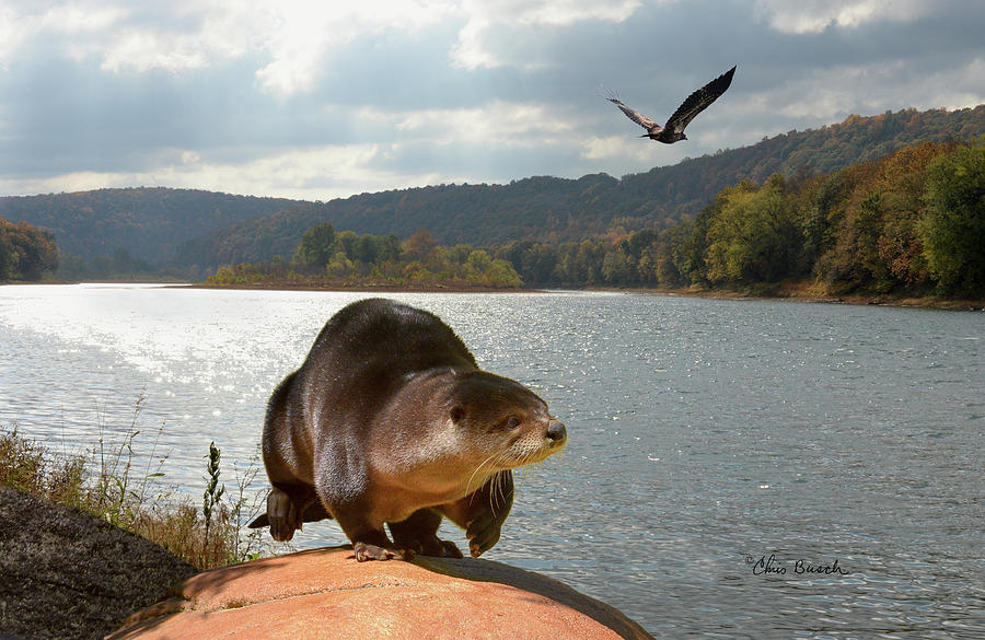 River Otter by Chris Busch River Otter by Chris Busch