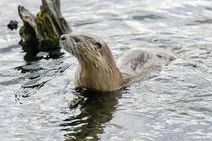 River Otter Photograph by Ronnie And Frances Howard