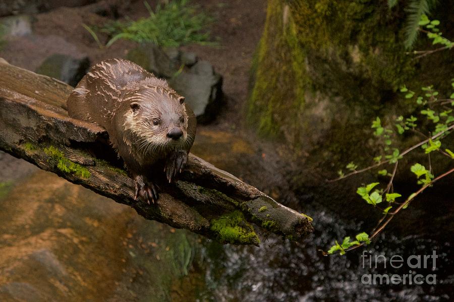 River Otter Photograph by Sean Griffin