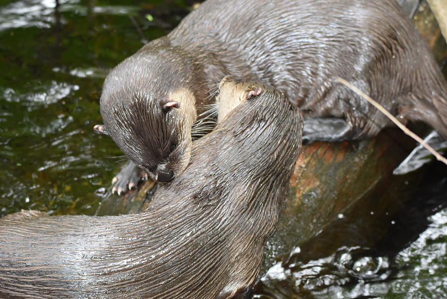 River Otters Photograph by Stephen Adgate - Fine Art America