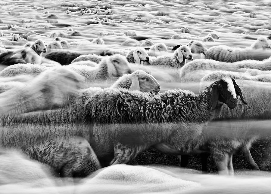Sheep Photograph - River Sheep || by Liloni Luca