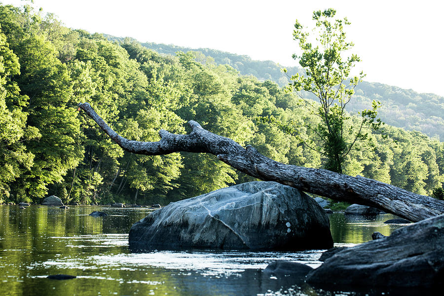 River Tree by JimO Ogilvie River Tree by JimO Ogilvie